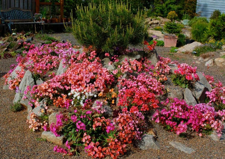 Годеция на клумбе