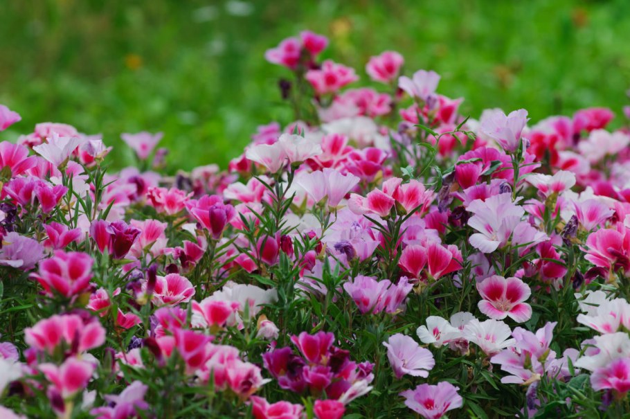 Кларкия изящная годеция