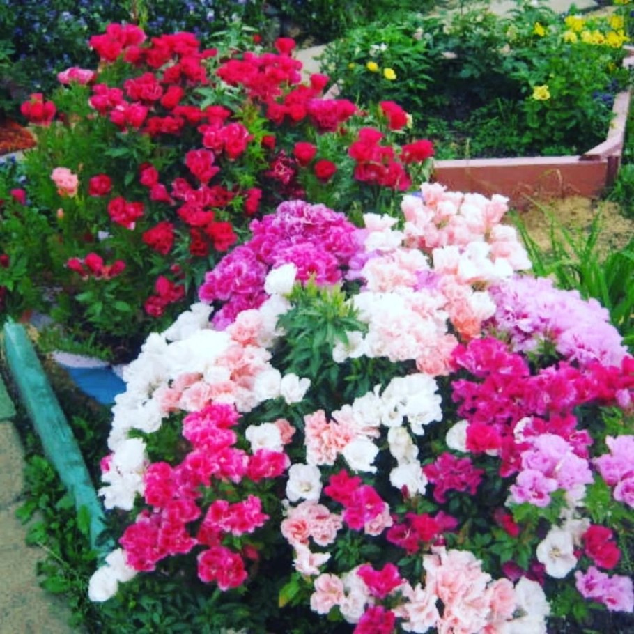 Годеция на клумбе