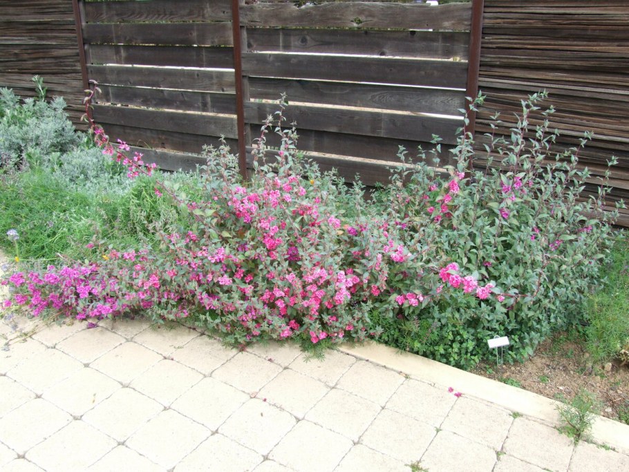 Кларкия изящная годеция