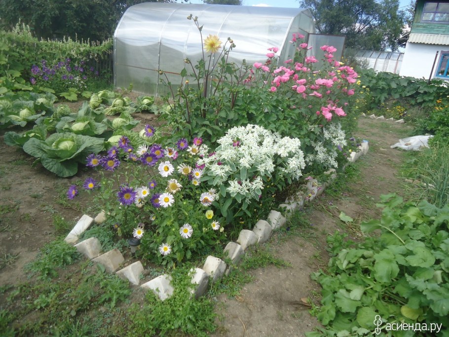 Годеция в цветнике