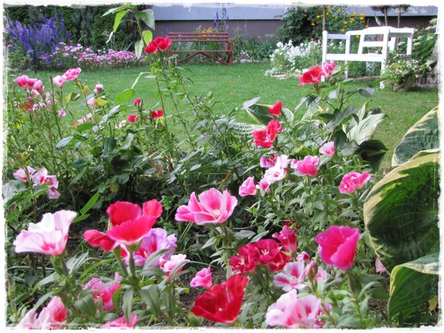 Годеция в ландшафтном дизайне