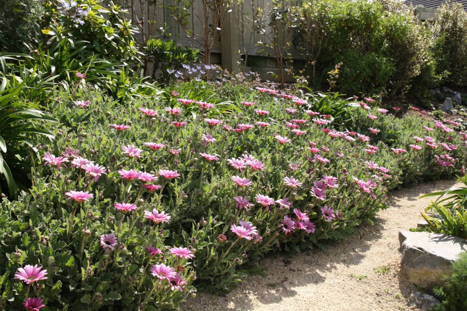 Годеция Диморфотека