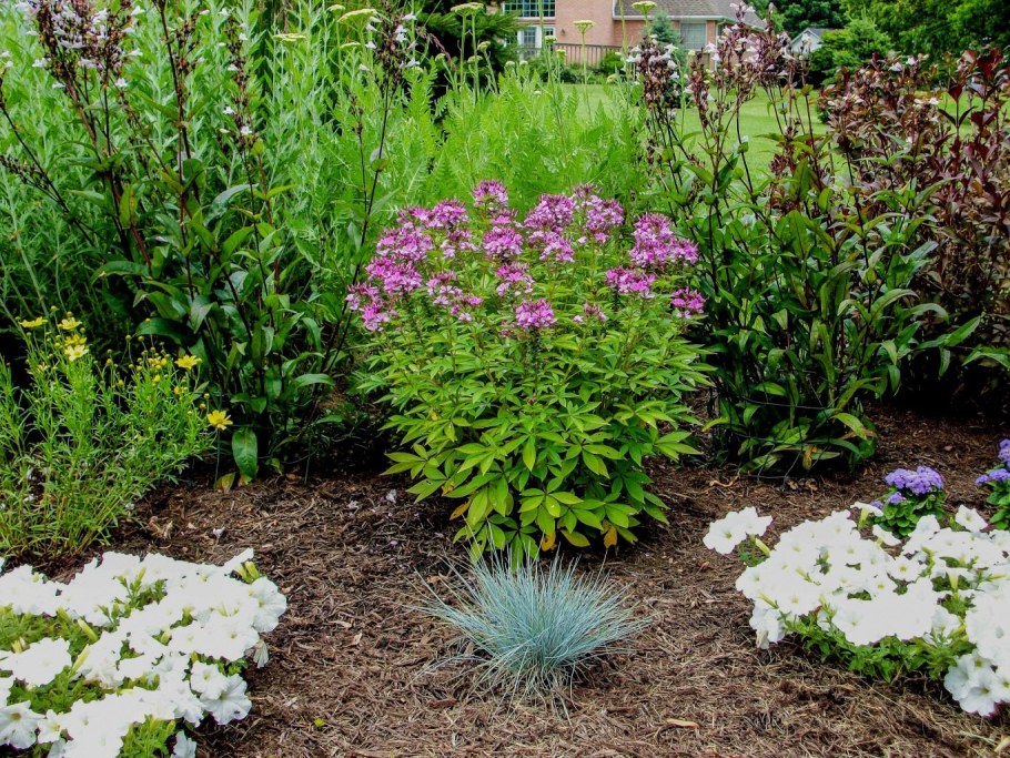 Клеома колючая рассада