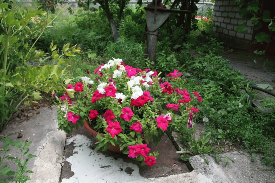 Годеция на клумбе