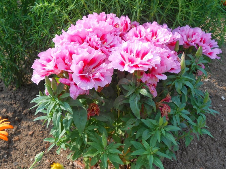 Годеция Кармезин