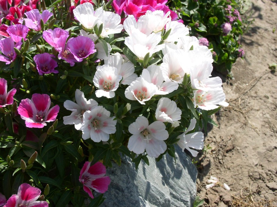 Годеция Есения