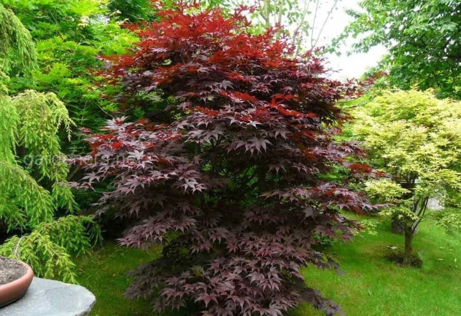 Клен дланевидный/веерный (Acer palmatum Atropurpureum) p9