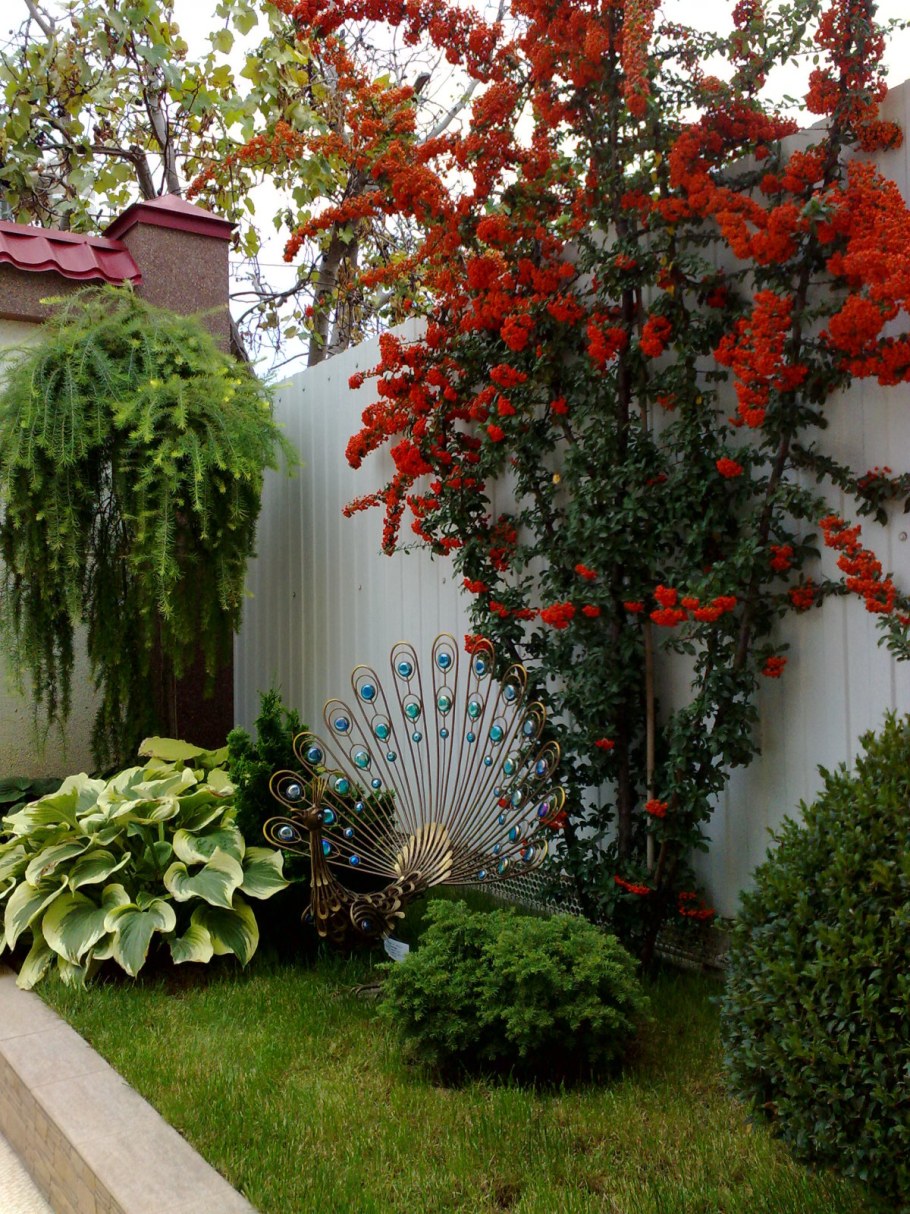 Пираканта ред Кушион