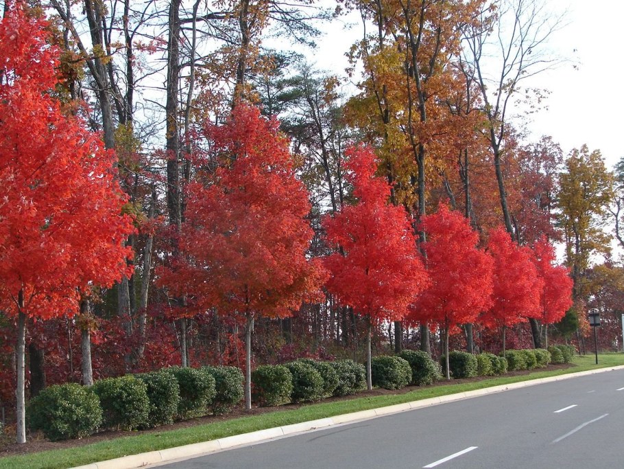 Клен красный ред Сансет