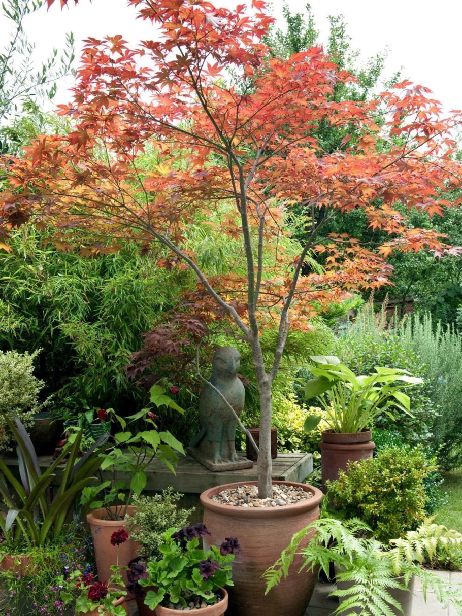 Клен Гиннала в саду