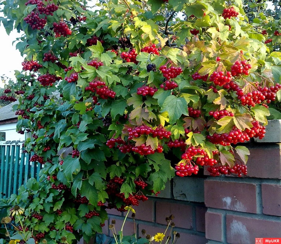 Калина бульденеж красная