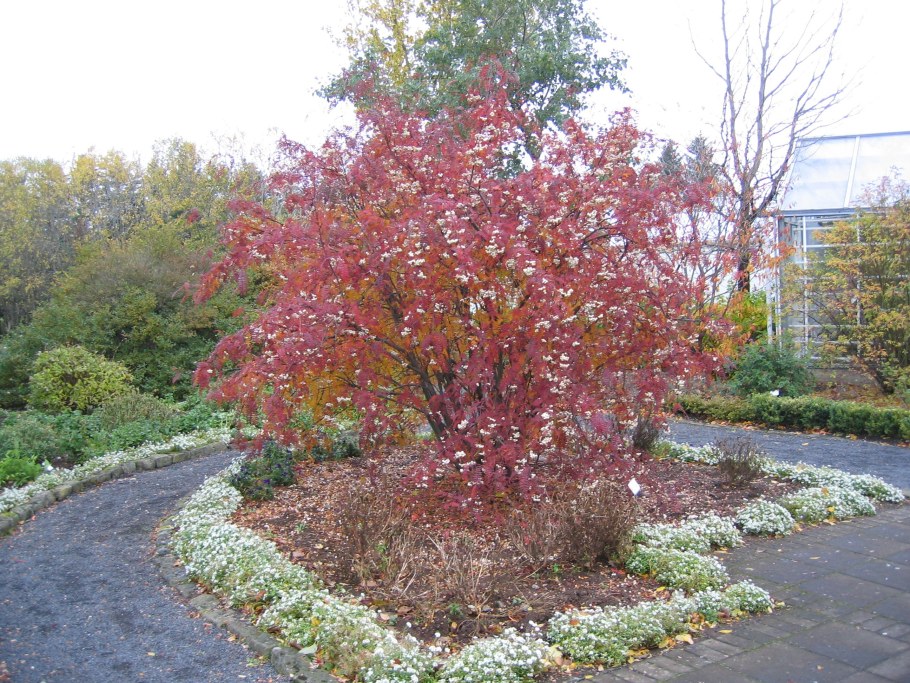 Рябина Кёне Sorbus koehneana