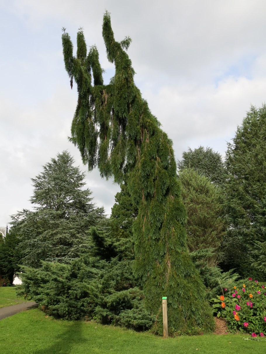 Кипарис нутканский Глаука