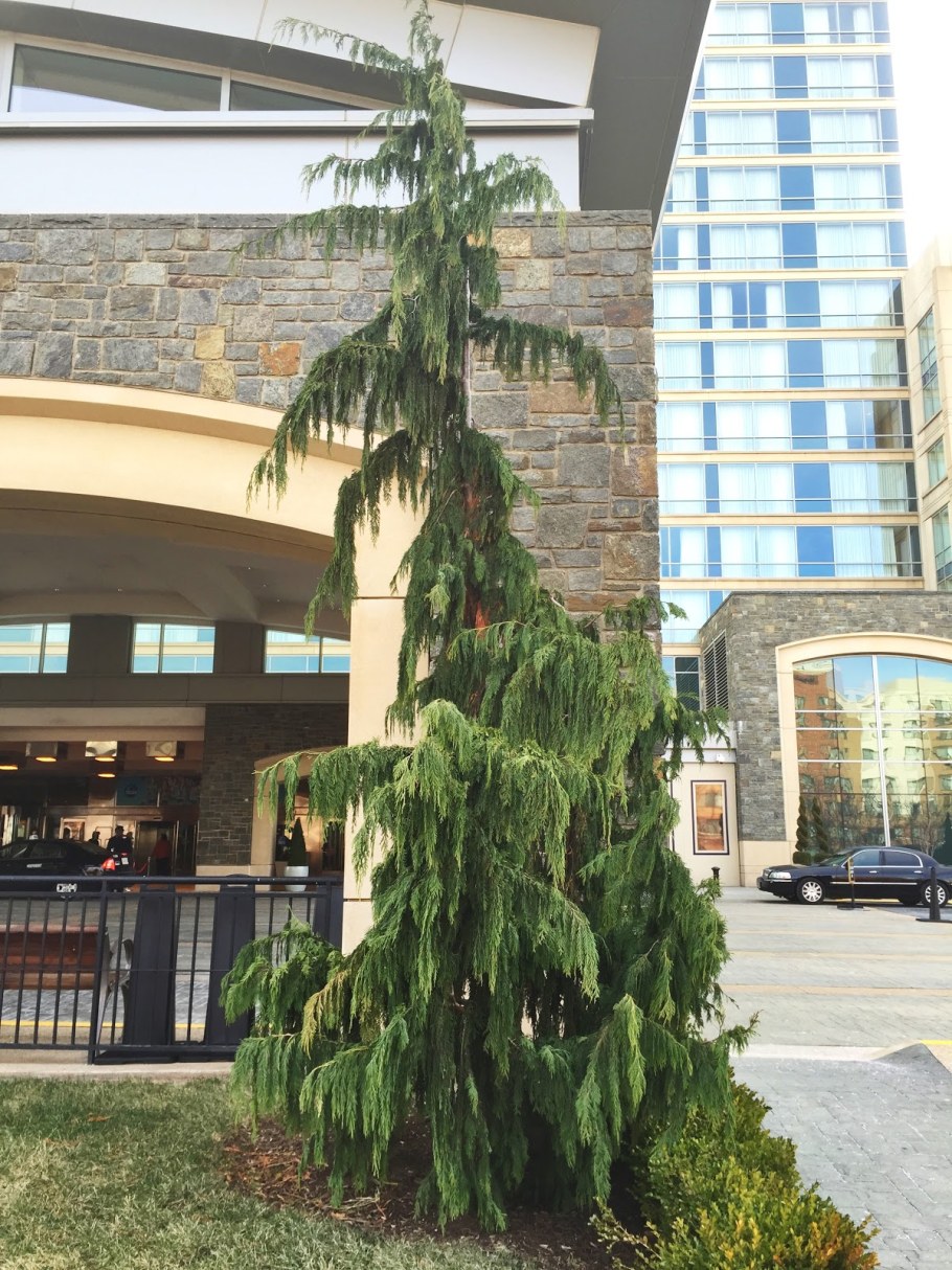 Кипарис нутканский