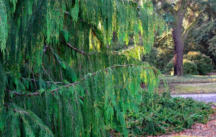 Кипарис нутканский Пендула