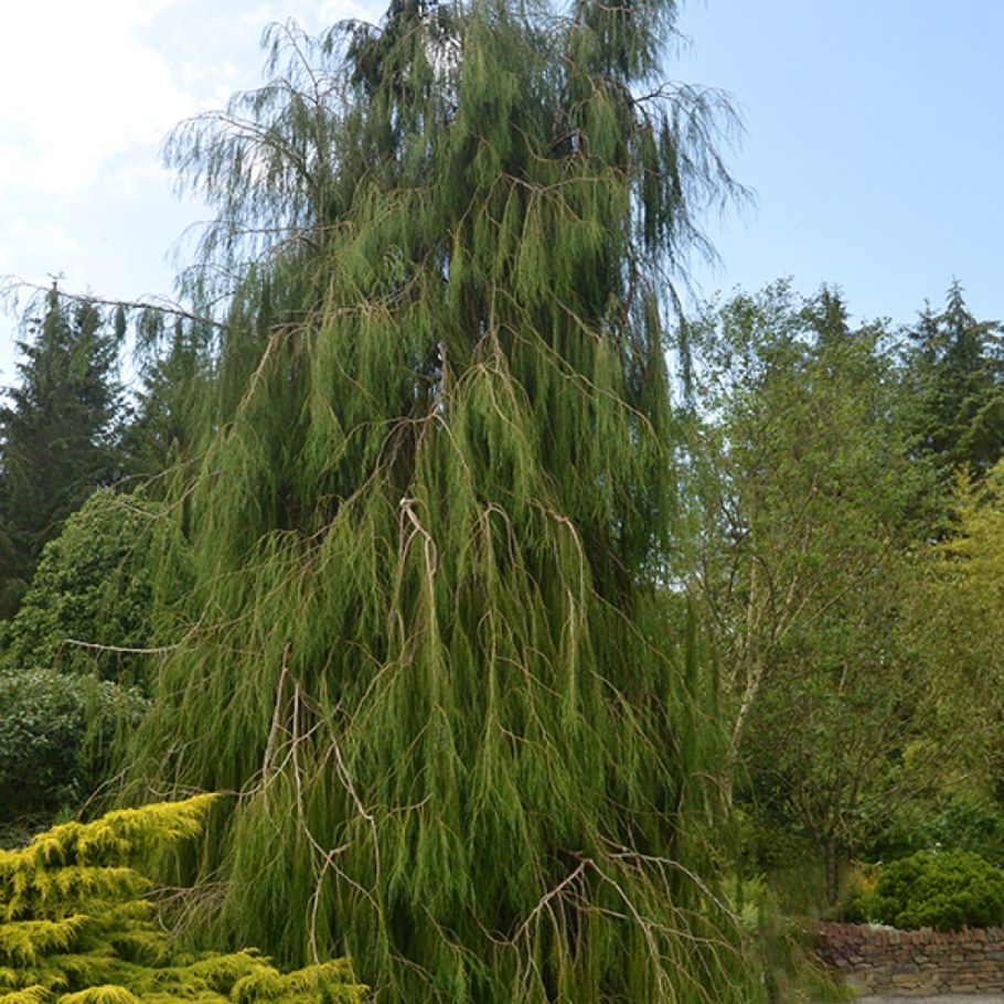 Кипарис Плакучий