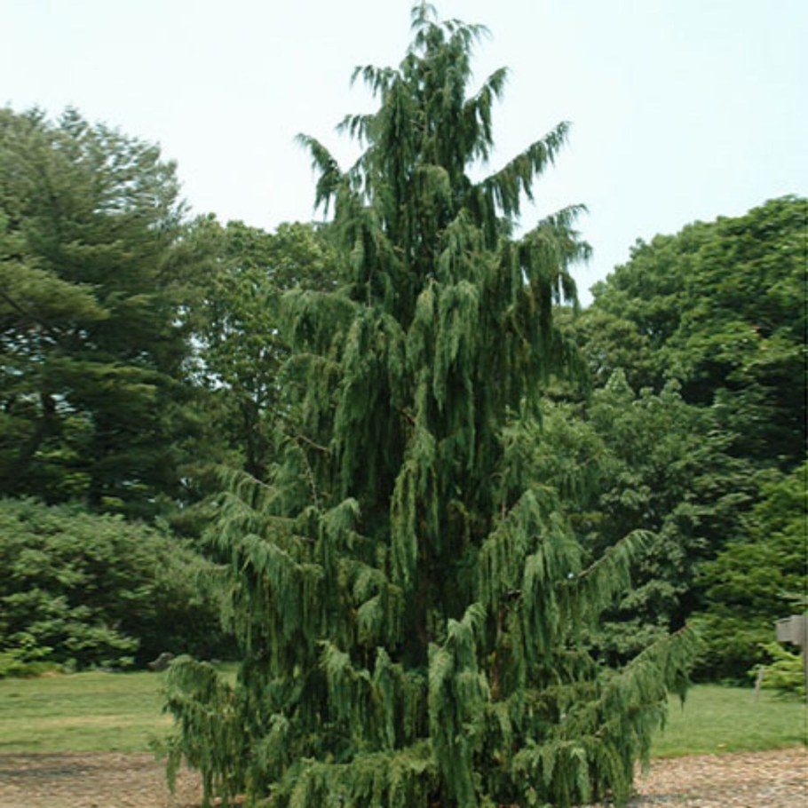 Кипарисовик нутканский