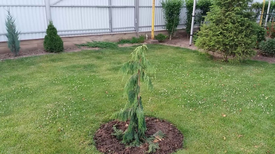 Кипарисовик Плакучий Пендула