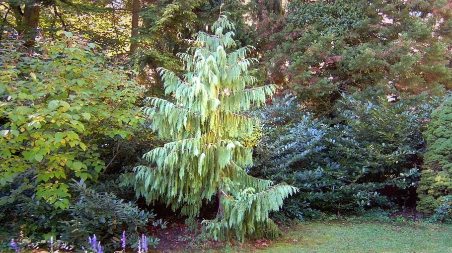 Кипарисовик нутканский Пендула