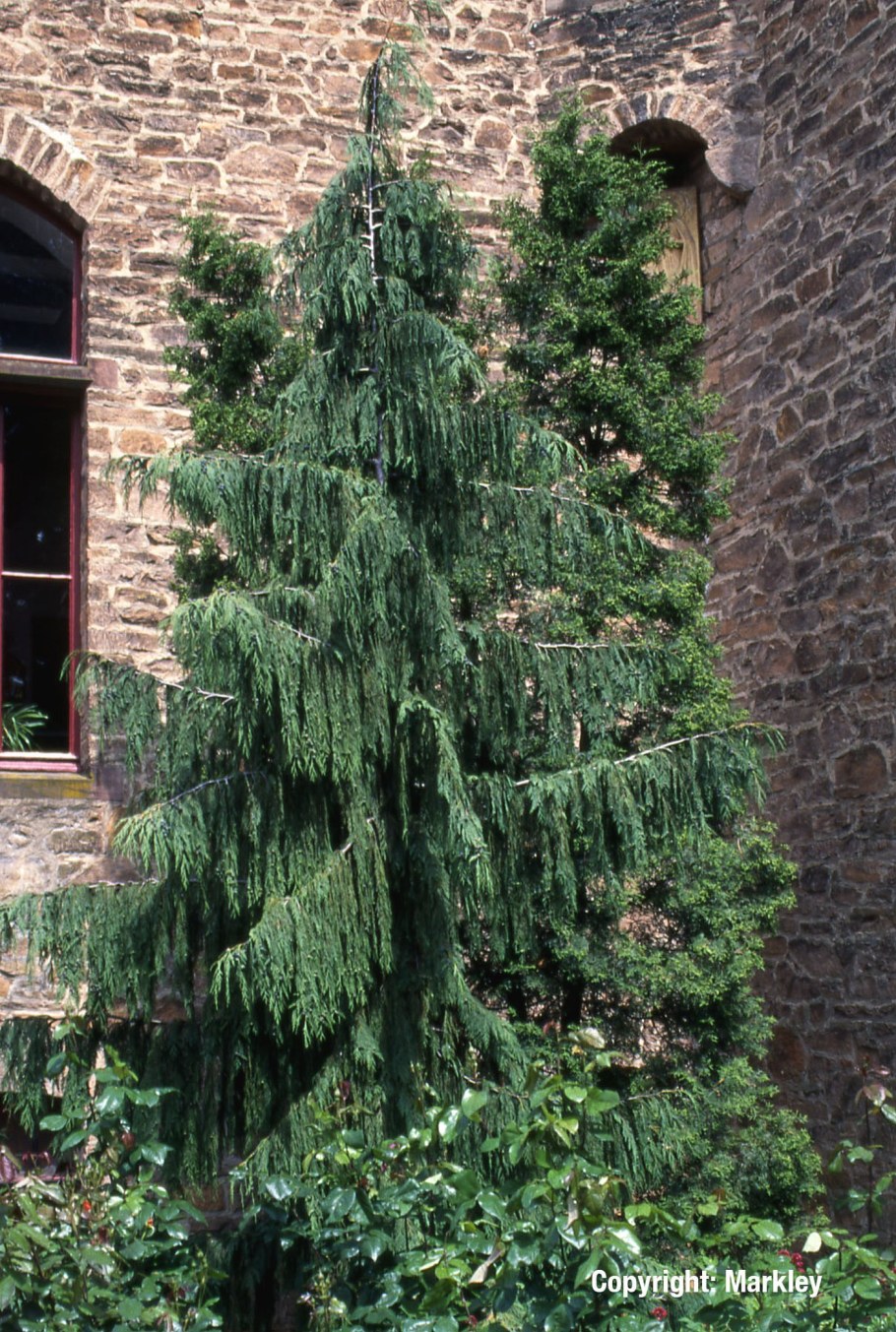 Кипарисовик нутканский Пендула