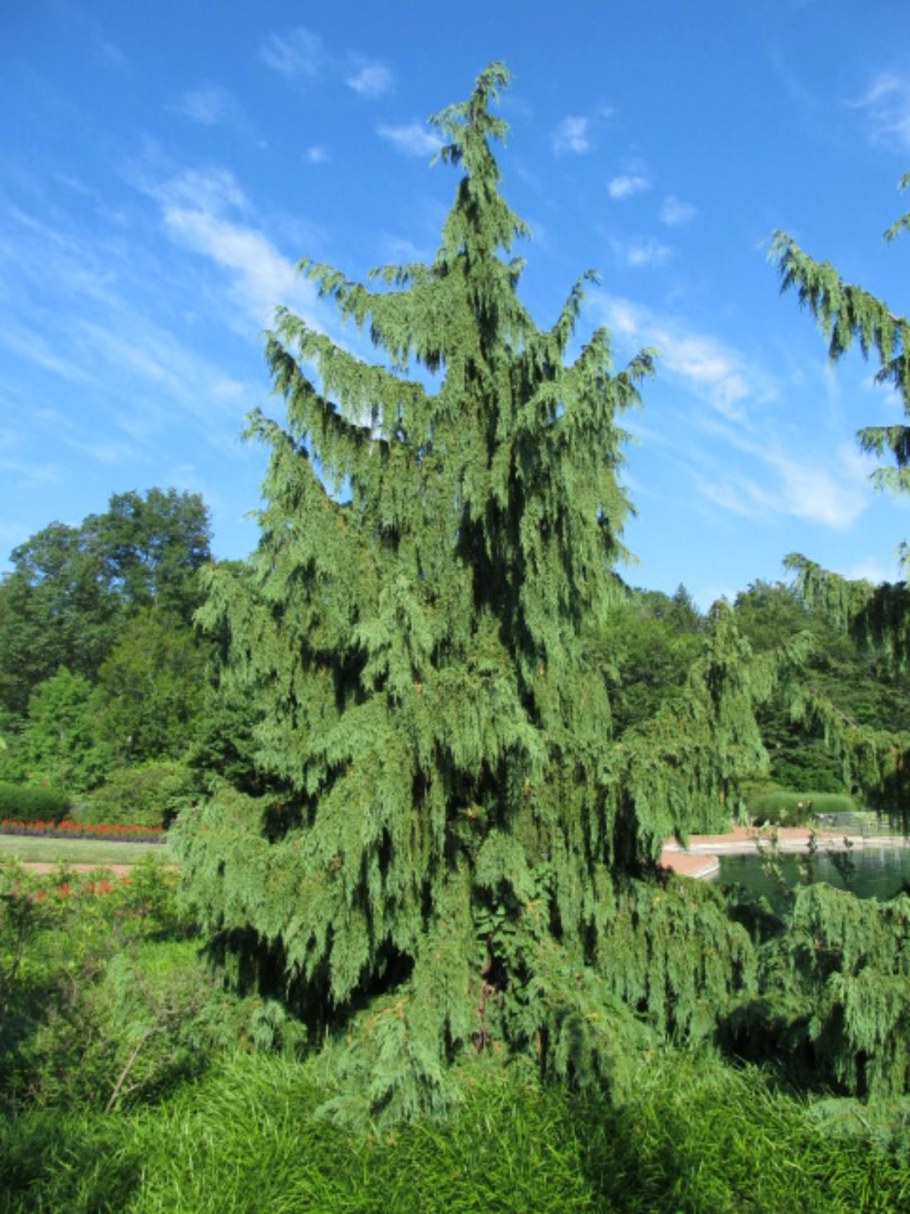 Кипарис нутканский