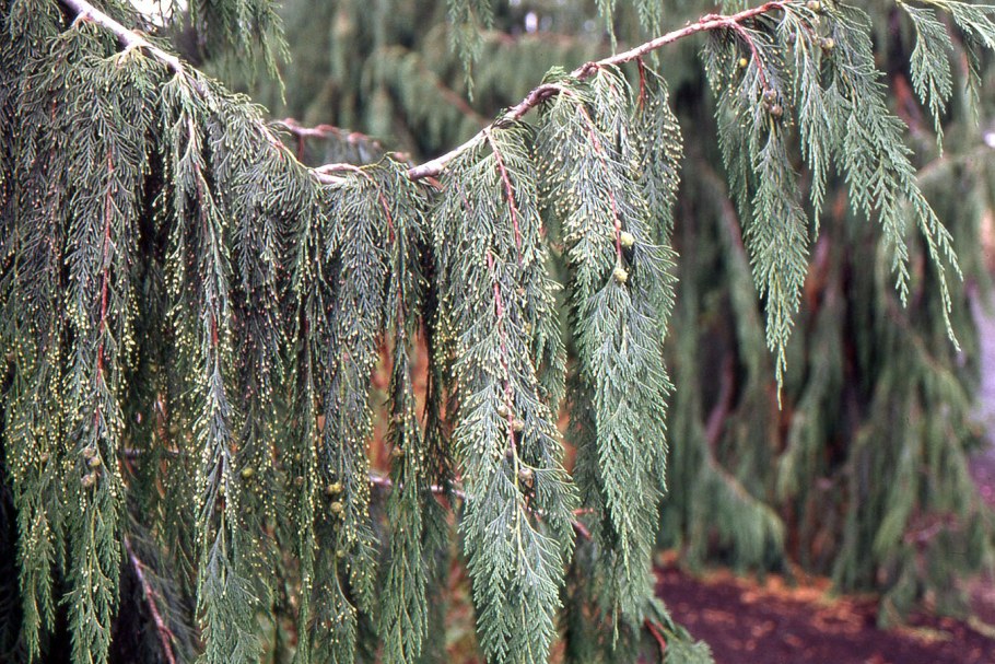 Кипарисовик нутканский Пендула