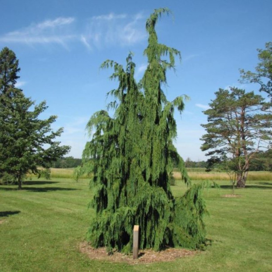 Кипарисовик нутканский pendula