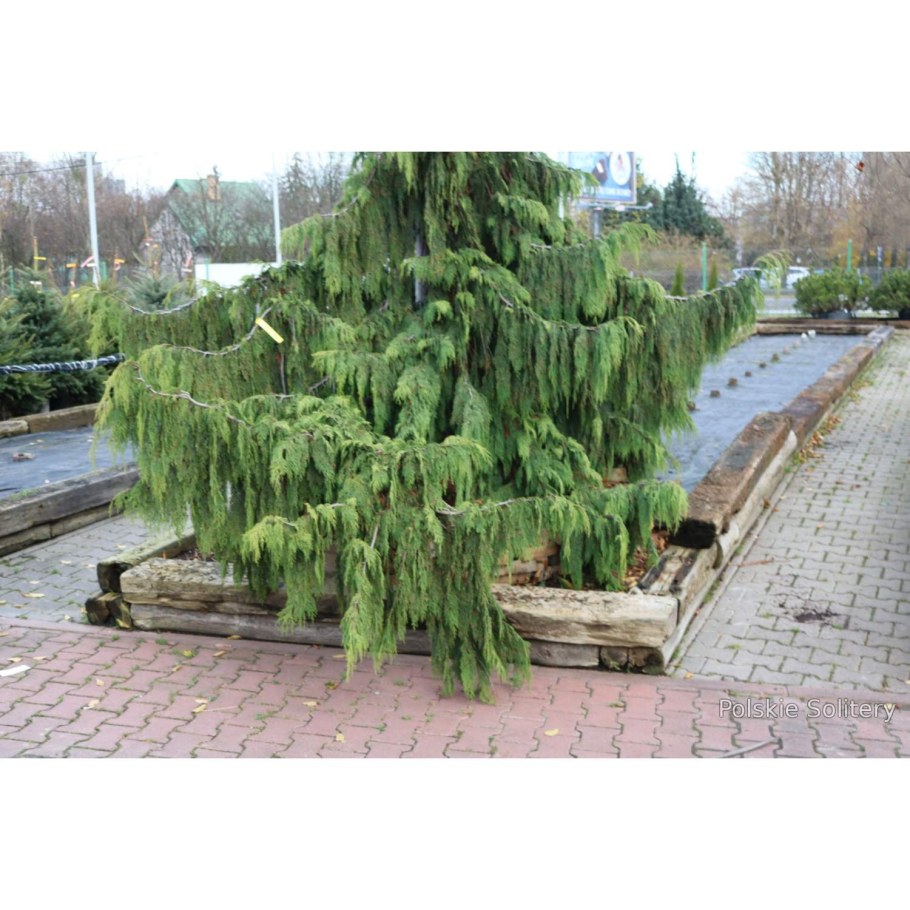 Кипарисовик нутканский Грин Эрроу