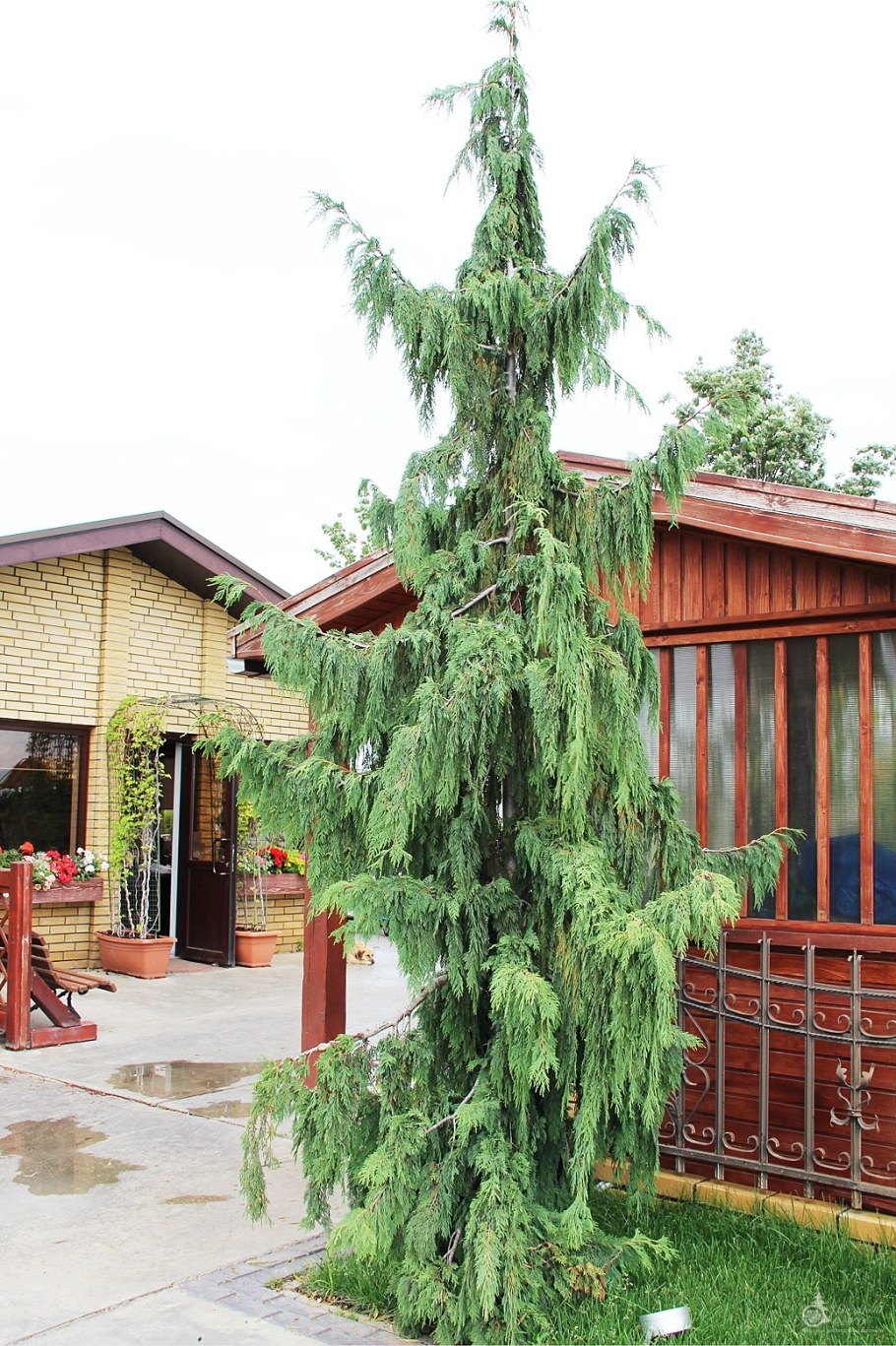 Кипарисовик нутканский "pendula" (Пендула)
