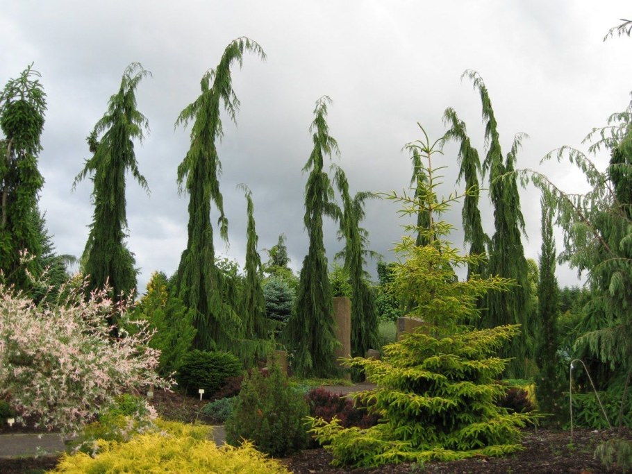 Кипарисовик нутканский Грин Эрроу