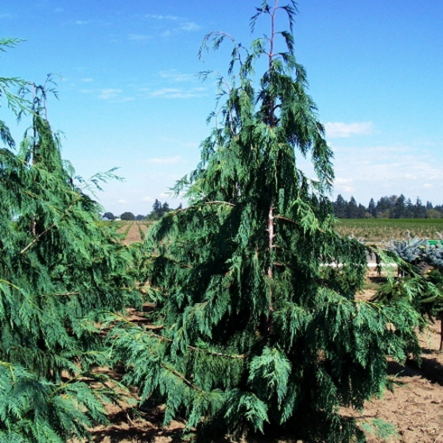 Кипарисовик нутканский pendula