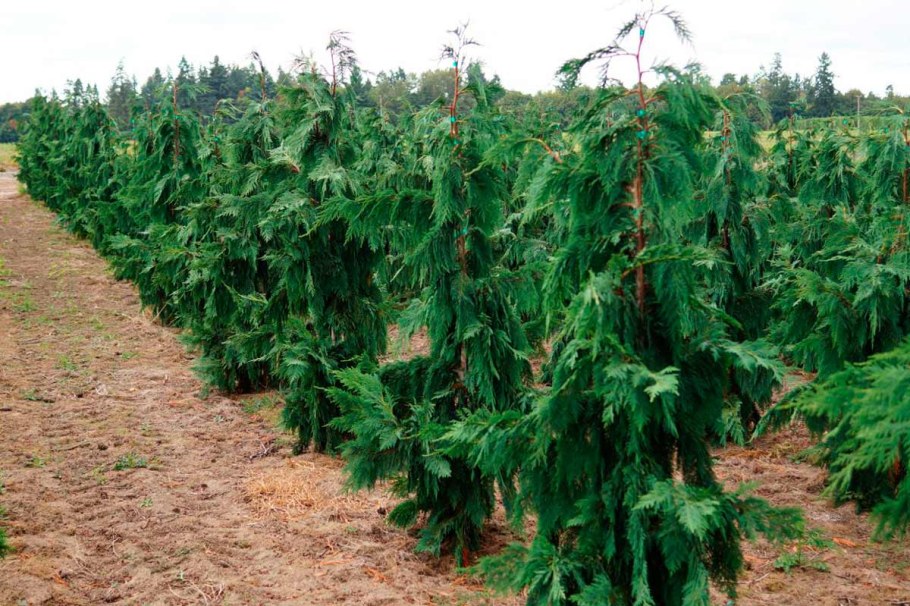 Кипарисовик нутканский Глаука