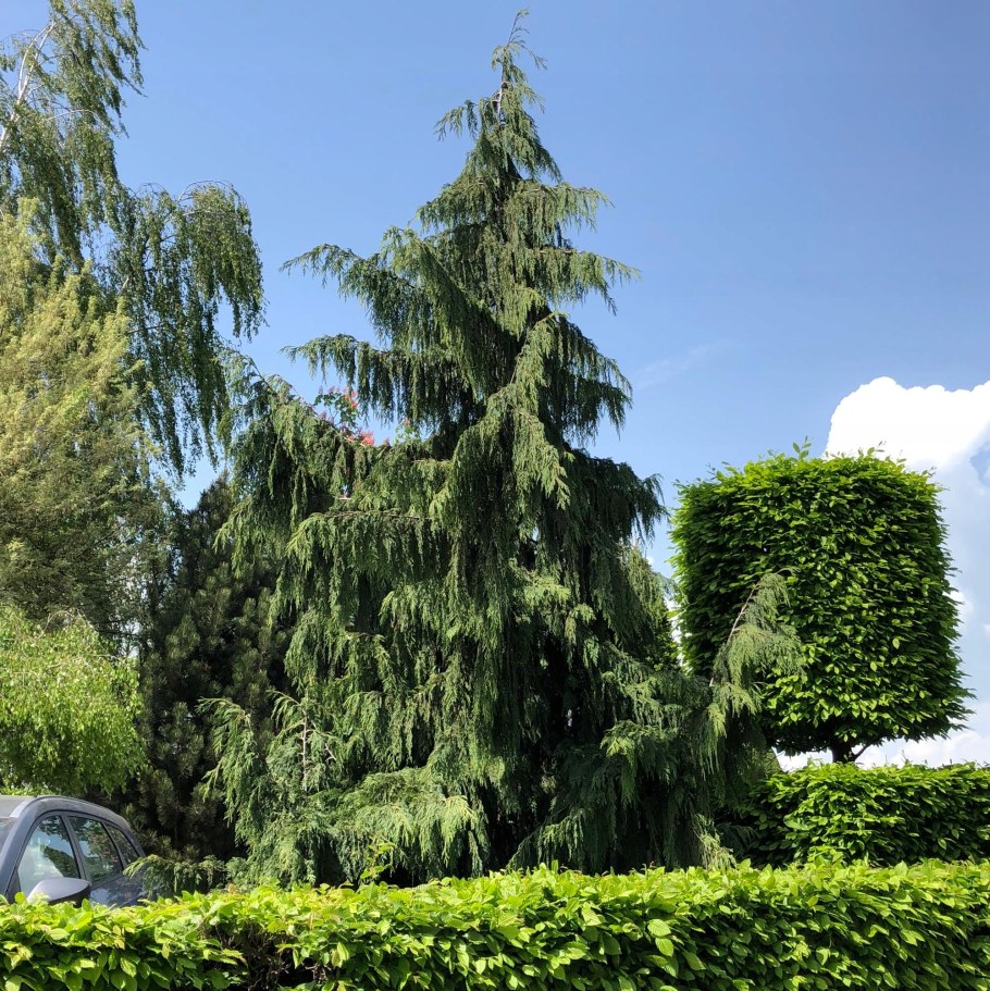 Кипарисовик нутканский Пендула