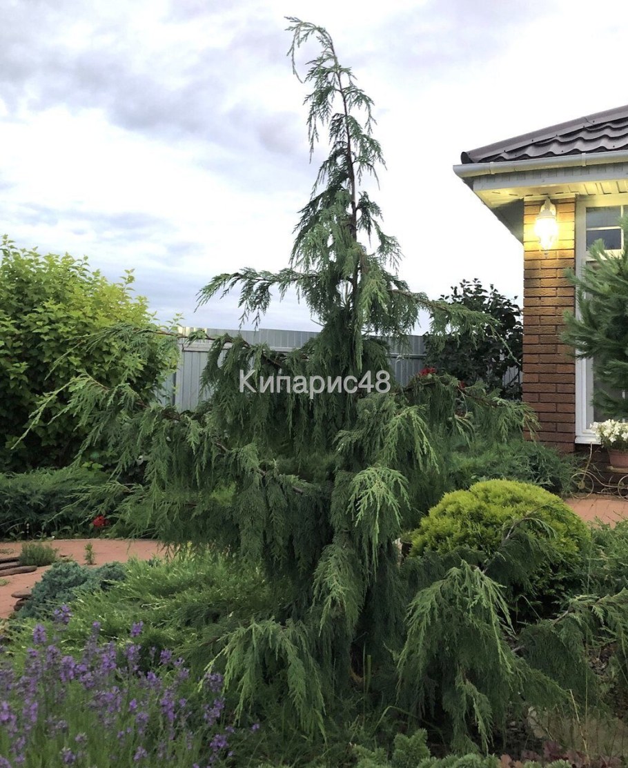 Кипарисовик нутканский Грин Эрроу