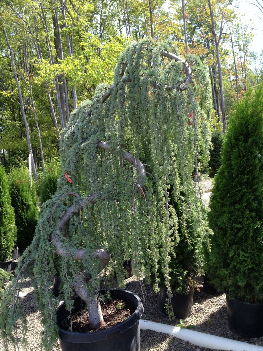 Кипарисовик Пендула