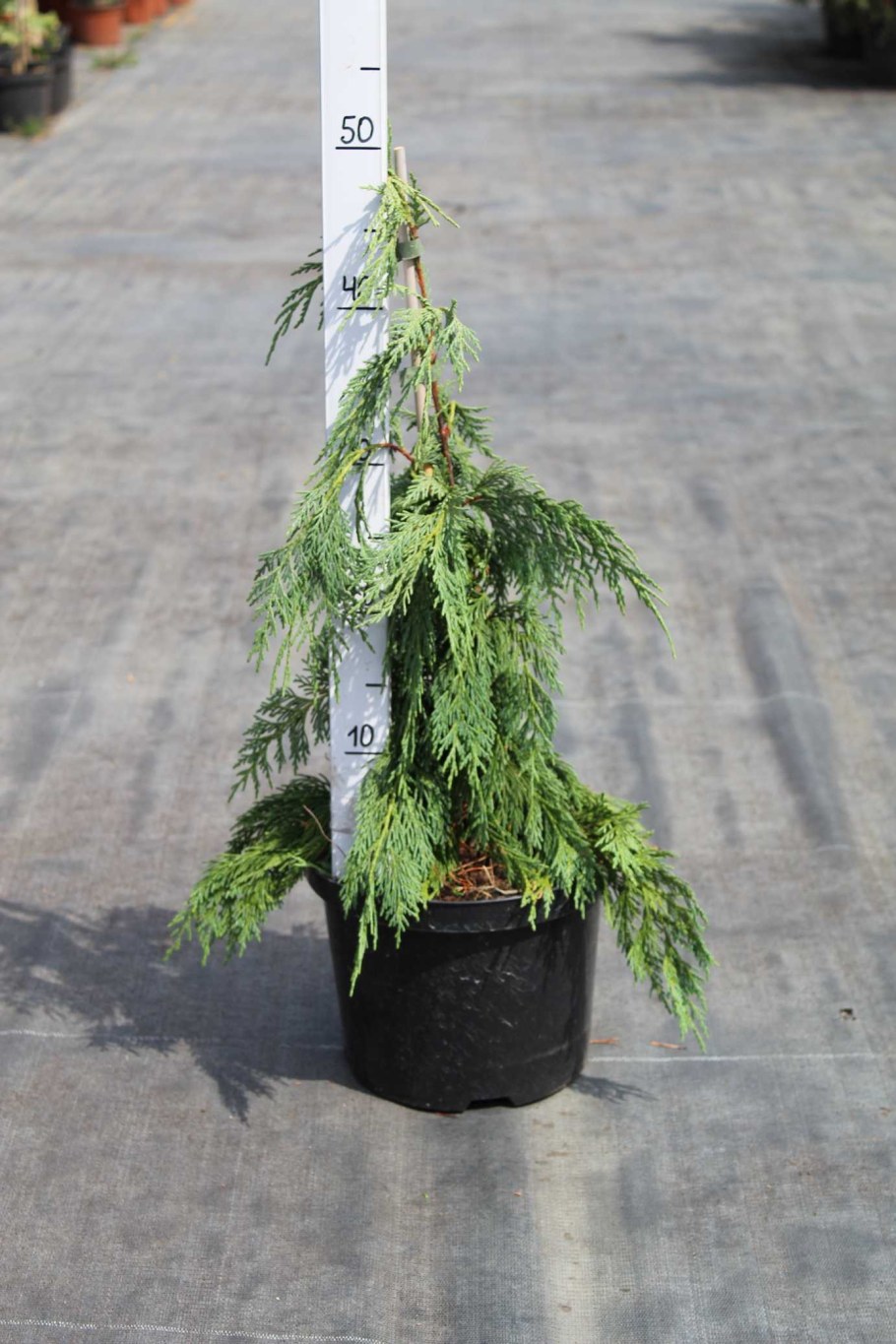 Кипарисовик нутканский Пендула