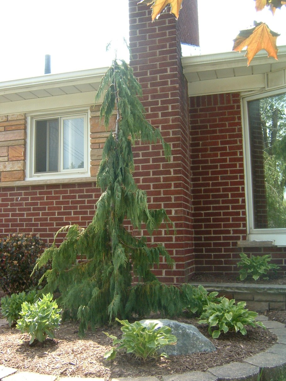 Кипарисовик нутканский Пендула