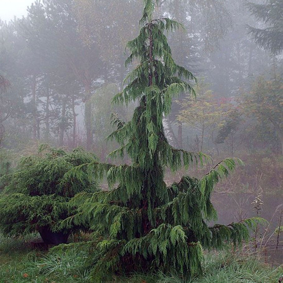 Кипарисовик нутканский Пендула