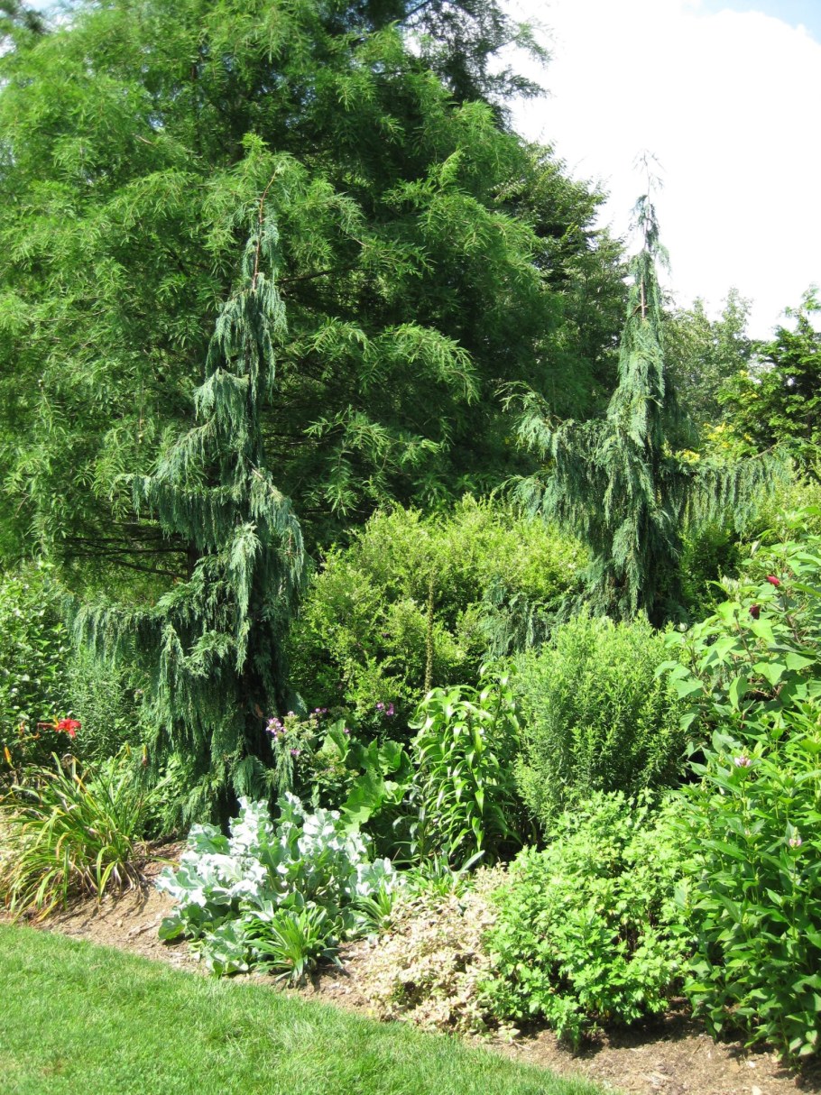 Кипарисовик нутканский Пендула