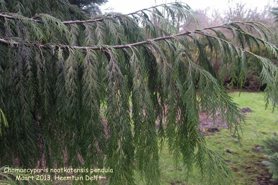 Кипарис nootkatensis