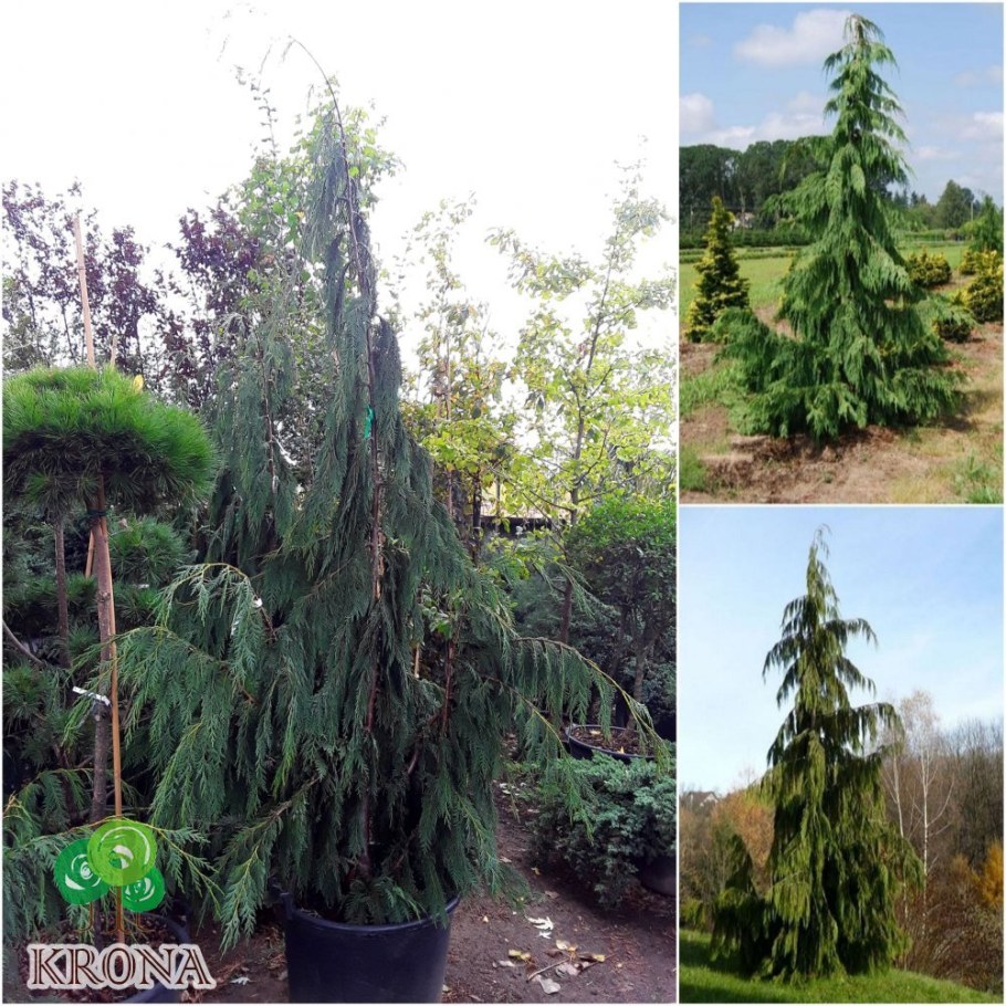 Кипарисовик нутканский Джубили