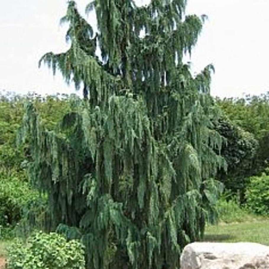 Кипарисовик нутканский Пендула