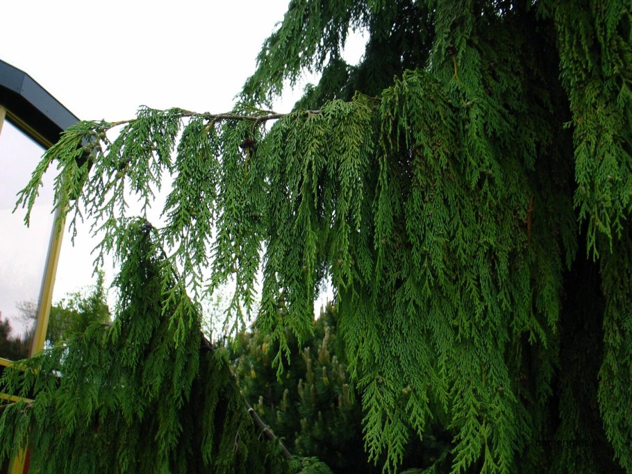 Кипарисовик нутканский Грин Эрроу