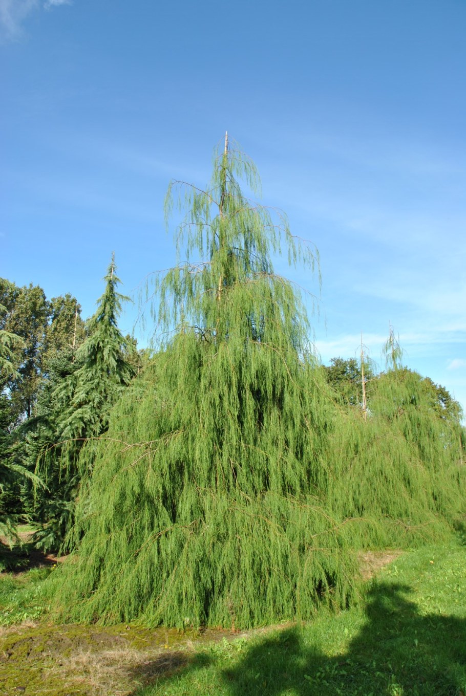 Кипарис нутканский Пендула