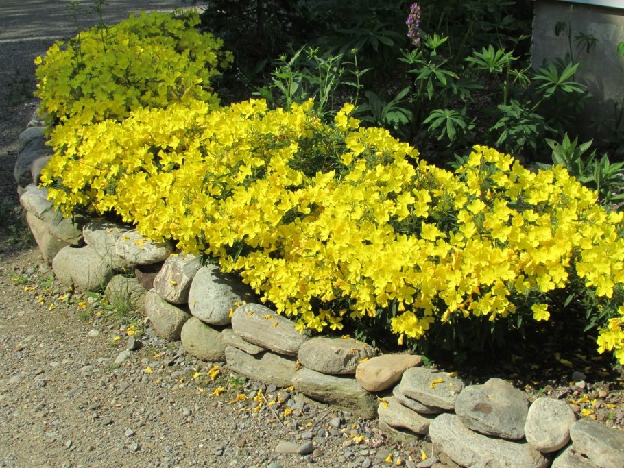 Энотера бордюрная