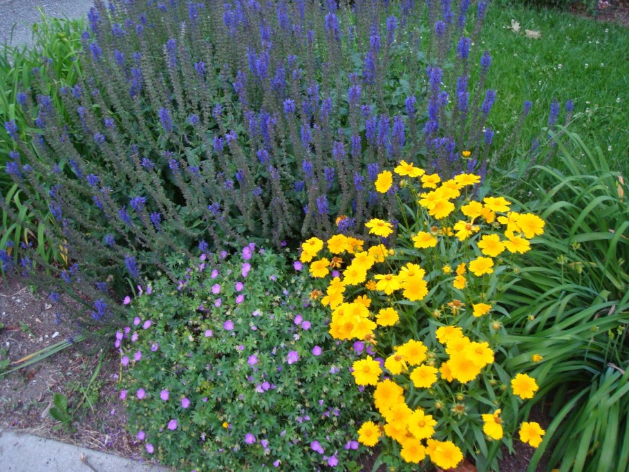 Кореопсис мутовчатый Загреб