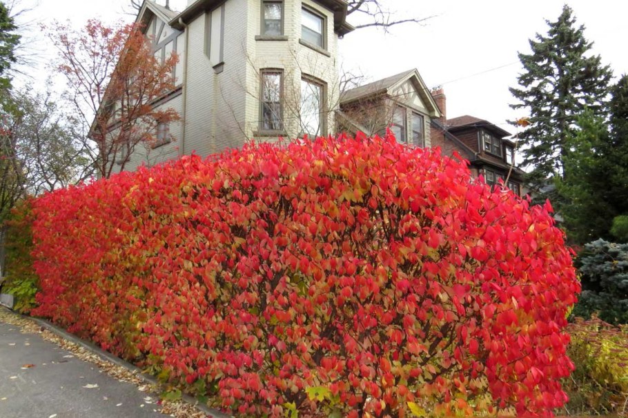 Бересклет Европейский Живая изгородь