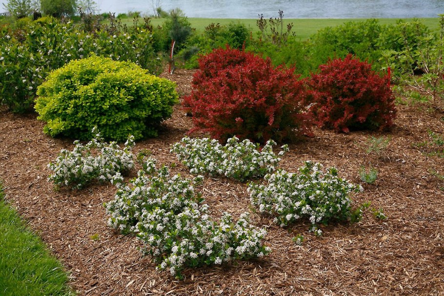 Арония Ревонтули