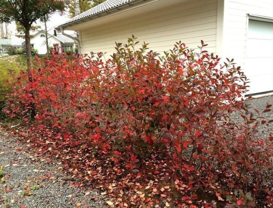 Рябина черноплодная Хугин